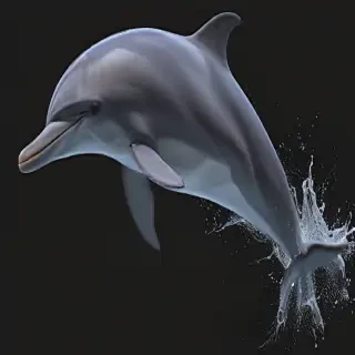 dolphin png