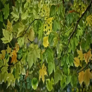 leaves transparent