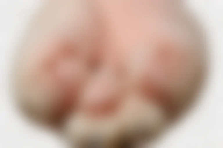 paw png