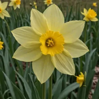 daffodil flower