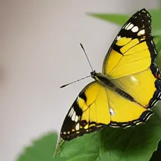 yellow butterfly