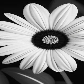 black and white flower