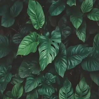 plant phone wallpaper