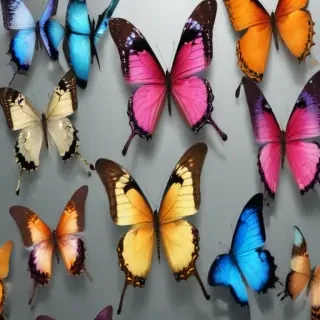 butterflies transparent background