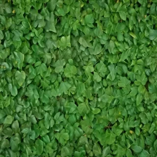 leaf background green