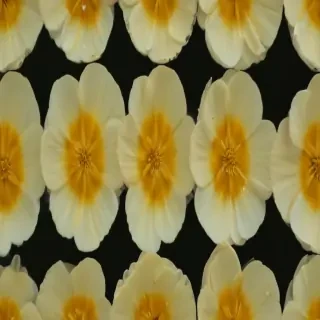 buttercup flower
