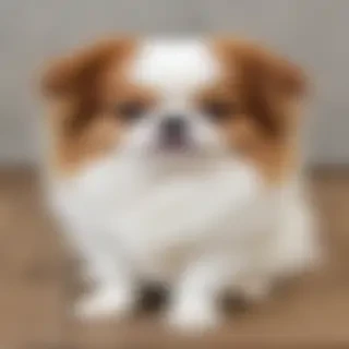 japanese chin