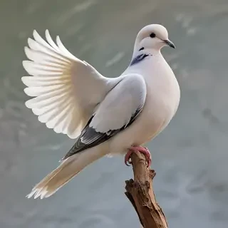 dove bird