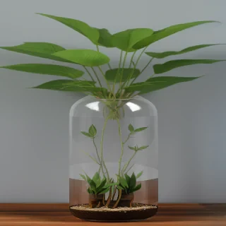 transparent plants