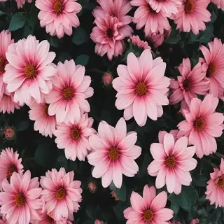 aesthetic flower desktop wallpaper