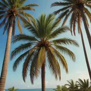 palm tree background