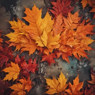 fall wallpaper for iphone