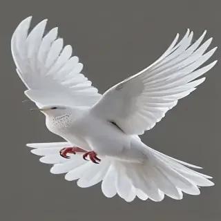 dove png
