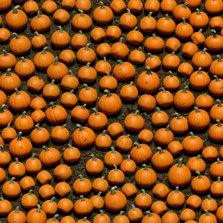 pumpkin patch background