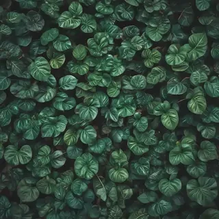 plants iphone wallpaper