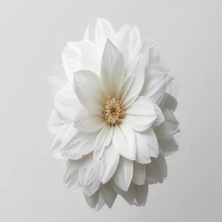 white flower png