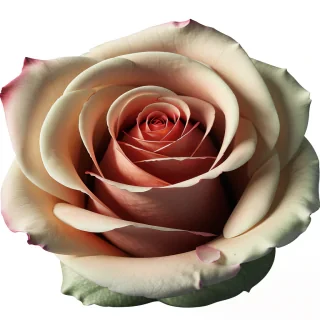 rose outline png