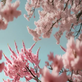 iphone wallpaper spring