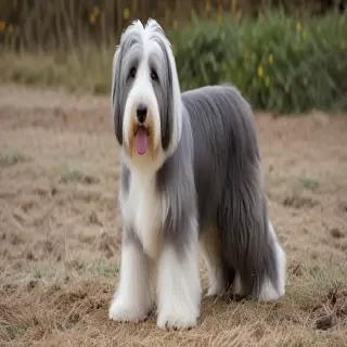 bearded collie