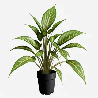 plant transparent background