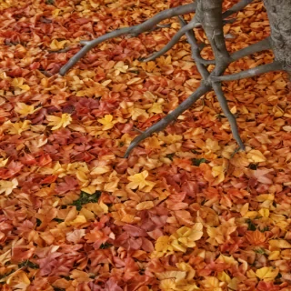 fall leaves