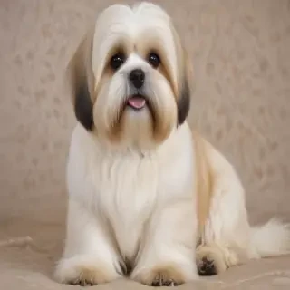 lhasa apso dog breed