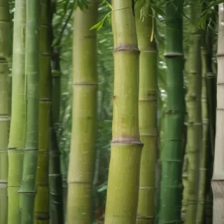 bamboo png