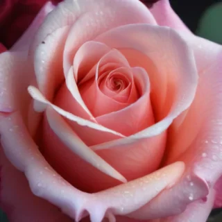 wallpaper iphone rose