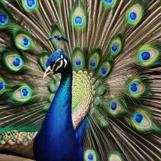 peacock feather images