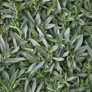 sage png