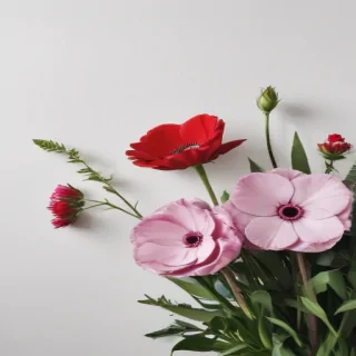 flowers with white background
