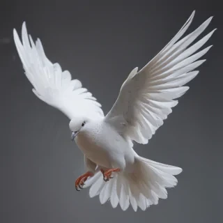 dove png