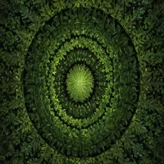 leaf circle