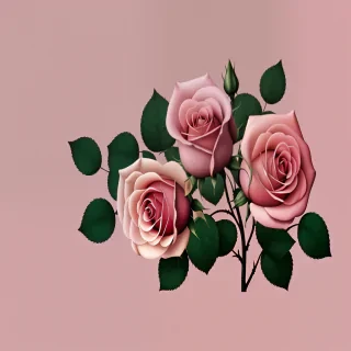 wallpaper iphone rose