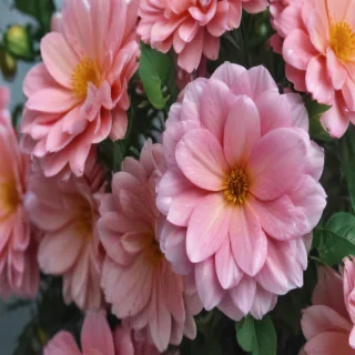 flower background iphone
