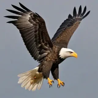eagle transparent