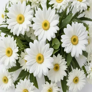 white flowers on white background