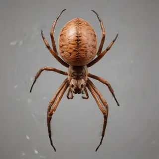 png spider