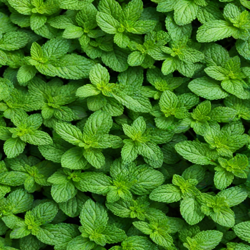mint background