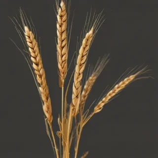 wheat png