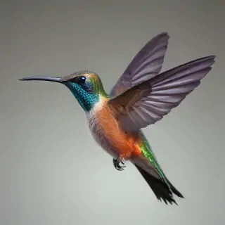 humming bird png