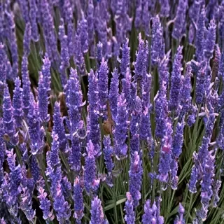 lavender phone background