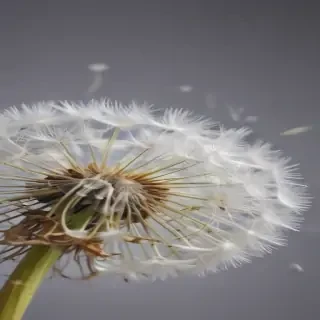 dandelion png