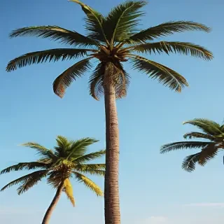 palm trees png