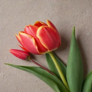 tulip iphone wallpaper