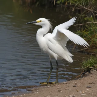 snowy egret