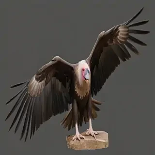 vultures png