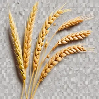 wheat png