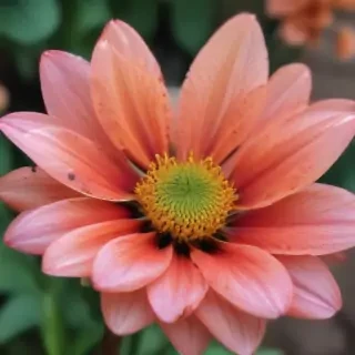 iphone flower nature wallpaper