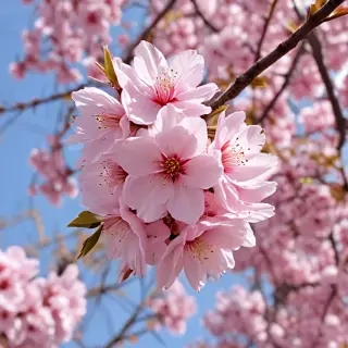 sakura flower